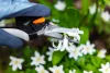 Szüretelő metszőolló hegyes, max. 6mm, teflon bevonat, 210mm