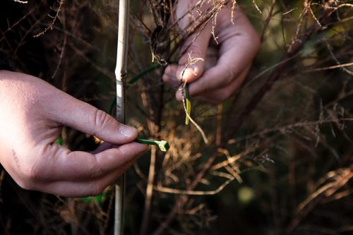 Kerti kötegelő, gyorskötöző 4.8x300mm, 50db, zöld, min. rendelés: 5cs