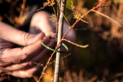 Kerti kötegelő, gyorskötöző 2.5x200mm, 50db, zöld, min. rendelés: 5cs