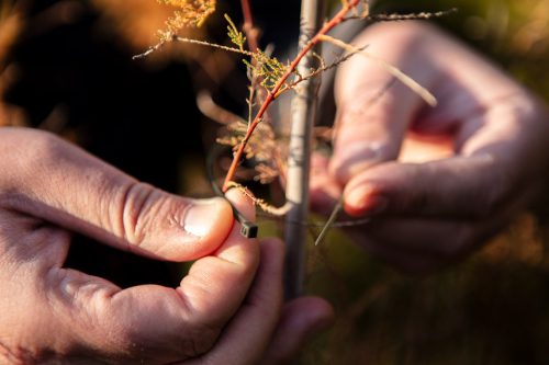 Kerti kötegelő, gyorskötöző 4.8x160mm, 50db, barna, min. rendelés: 5cs