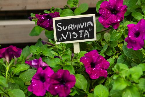 Leszúrható növényjelölő tábla, 5db, min. rendelés: 5db